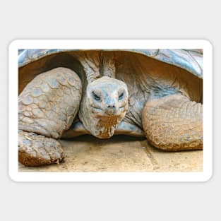 Giant Tortoise Sticker